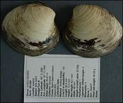Ostra