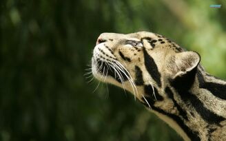 Clouded-leopard-5007-1920x1200-620x387