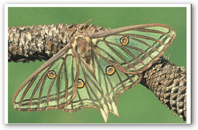 MARIPOSAISABELINApng.png