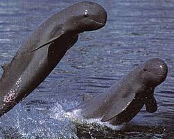 Delfin de rio