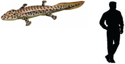Acanthostega.jpg