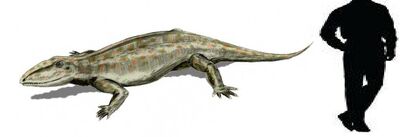 Ophiacodon