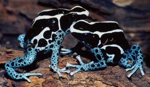 Sapo-venenoso-300x175.jpg
