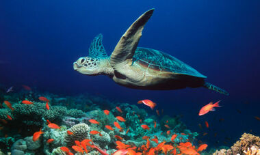 Sea-Turtle