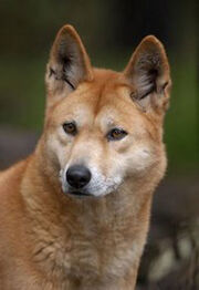 2810080215 dingo.33.jpg