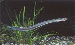 Candiru.jpg