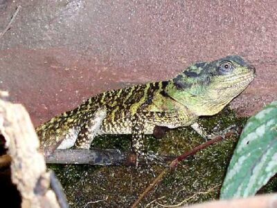 Hydrosaurus-amboinensis-03000002771 01