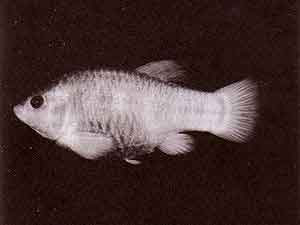 300px-Tecopa-pupfish