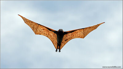 Murcielago zorro volador 9