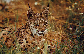Lince-iberico.jpg
