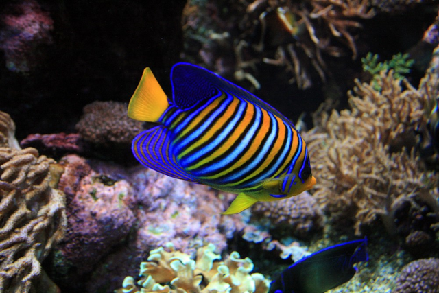 Fichier:Wikia-Visualization-Add-2,frtoutsurlaquarium.png