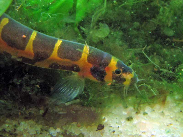 Fichier:Wikia-Visualization-Add-4,frtoutsurlaquarium.png