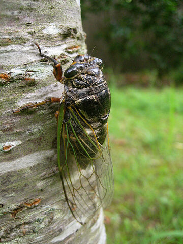 File:GiantCicadaIRL.jpg
