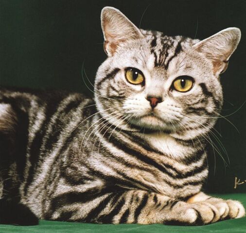 File:Cat2.jpg