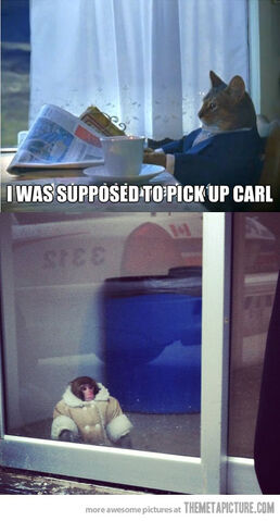 File:Funny-cat-monkey-contemplative.jpg