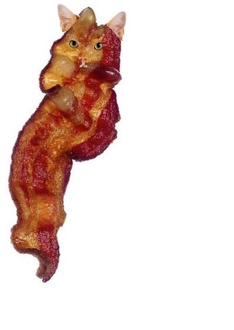 File:Baconcat.jpg