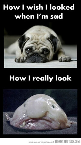 File:Funny-pug-sad-dog-blob-fish.jpg