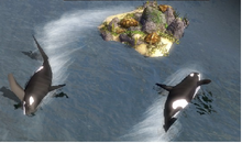 Orcas