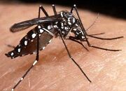 Dengue 1.jpg