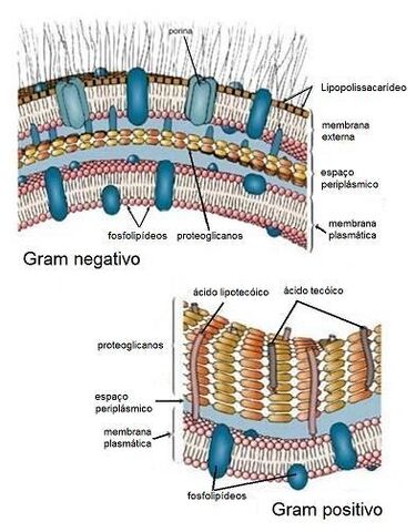 Arquivo:Parede Celular.jpg