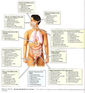Microbiota do corpo humano Olga Lage.jpg