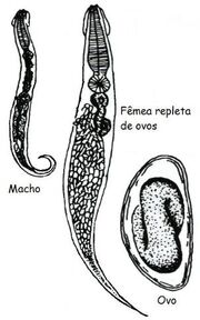 Femea-macho-ovo.jpg