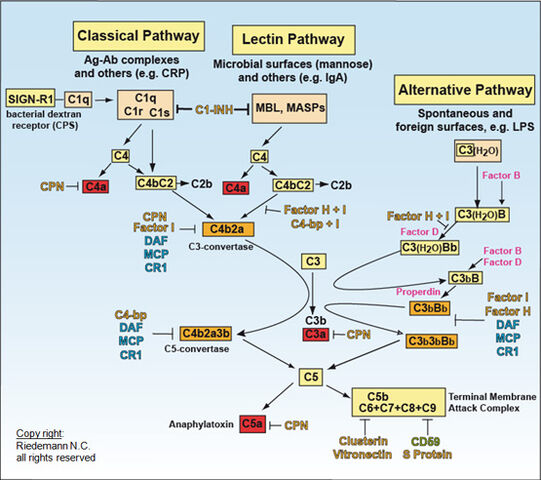 Arquivo:Complement-11.jpg