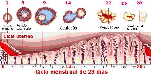 Arquivo:1382123 387790824683818 1253608863 n.jpg