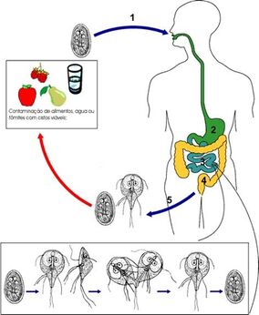 Giardiase.jpg