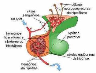 Sistema-endocrino-17.jpg