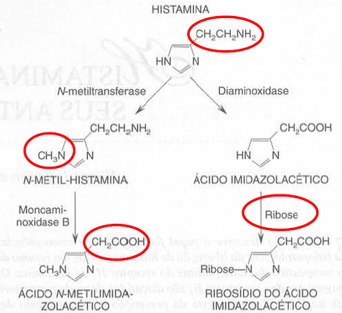 Vias metabolização histamina.png