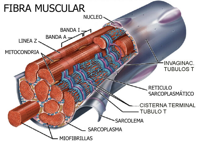 Arquivo:Fibra muscular.jpg