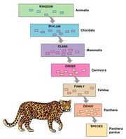 Taxonomia.jpg