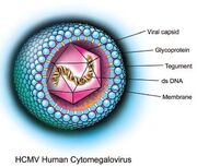 Cmv.jpg