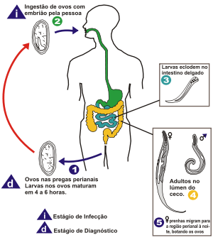 300px-Enterobius vermicularis LifeCycle pt-version.svg.png