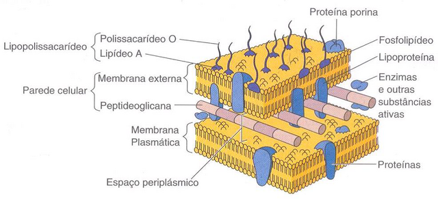 Arquivo:Parede - Gram negativas.png
