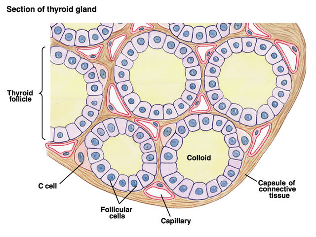 Arquivo:Tireoide macro.jpg