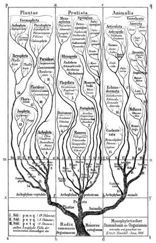 Arquivo:Haeckel.jpg