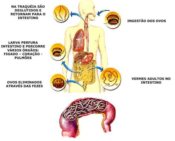 Arquivo:Ciclo-do-ascaris-lumbricoides.jpg