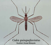 Cquinquefasciatus.jpg