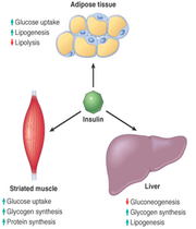 Pancreas 3.png