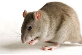 Ratos.jpg