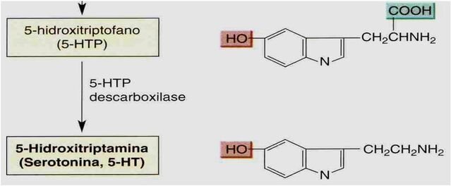 Arquivo:Serotonina - 5-HTP descarboxilase.jpg
