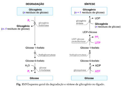 Glicogênese.jpg