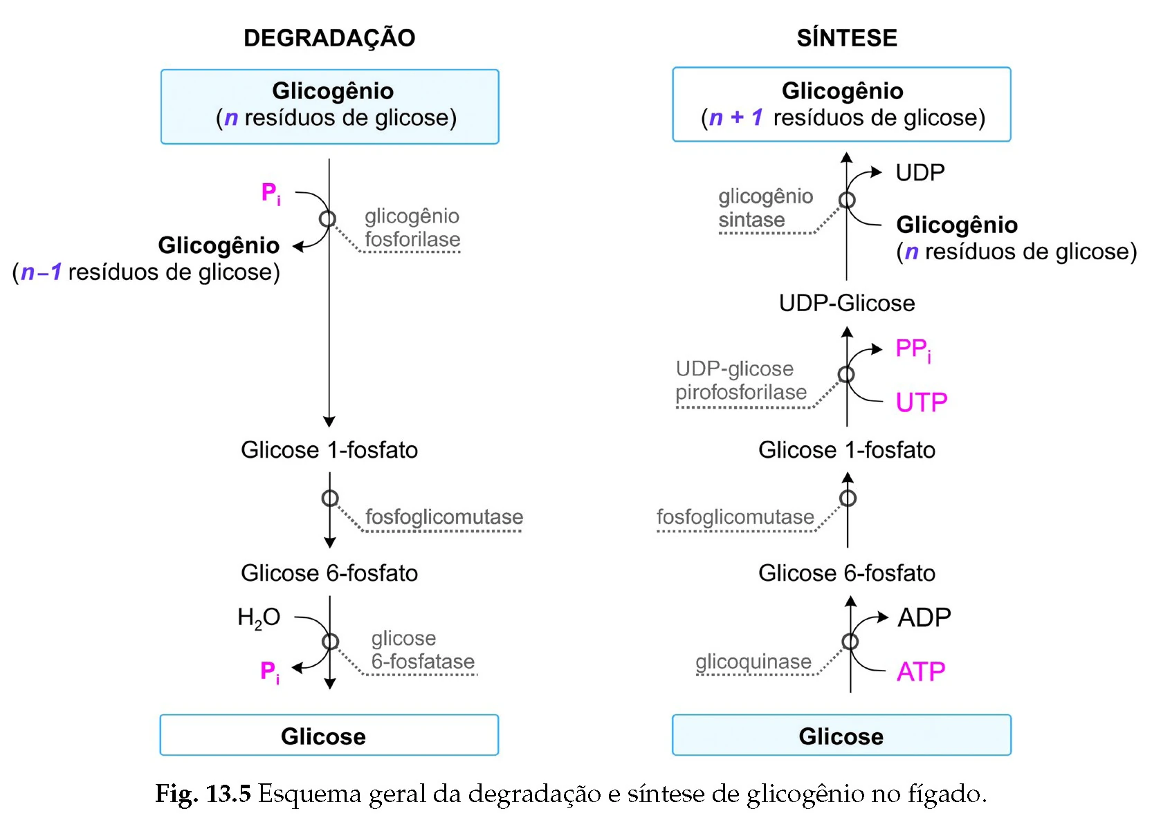 Etapas De Glicogenolise