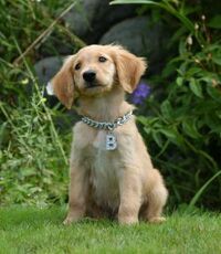 Air-buddies-765015l-imagine
