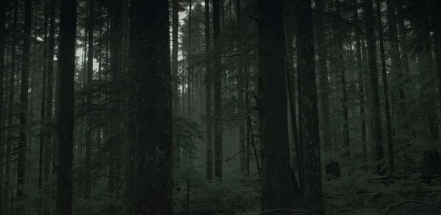 File:Forest.jpg