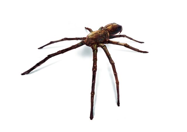 File:Critter 01.jpg