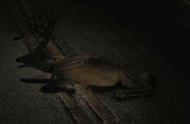 File:Deer.jpg