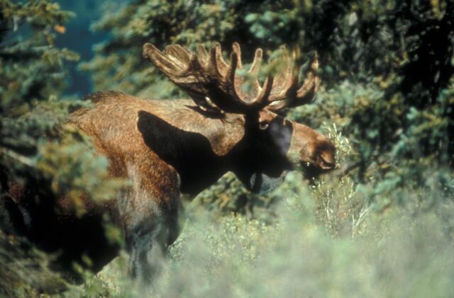 File:Moose.jpg